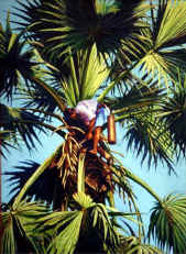 wpeD.jpg (52755 bytes)