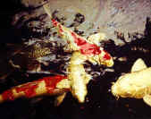 wpeA1.jpg (34553 bytes)